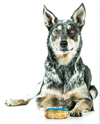 DoughBoys Donuts best doughnuts hstt January calandar