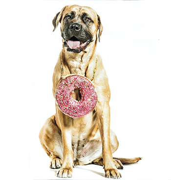 DoughBoys Donuts best doughnuts hstt September calandar