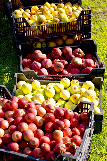 johnny appleseed donut doughnut DoughBoys